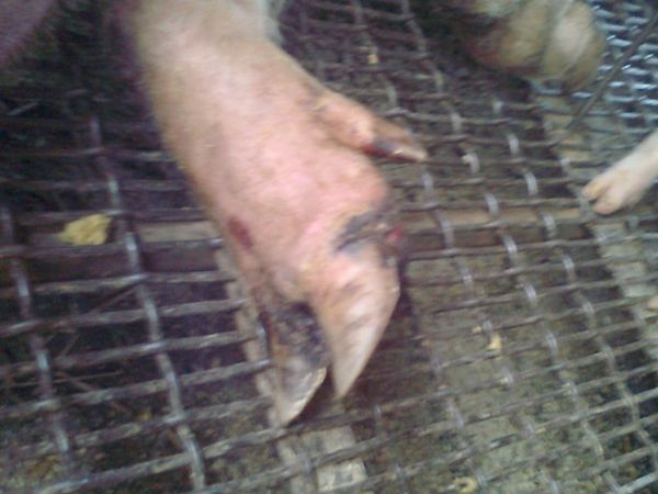 裂蹄病 就是病到无法站立 怎么治?.jpg